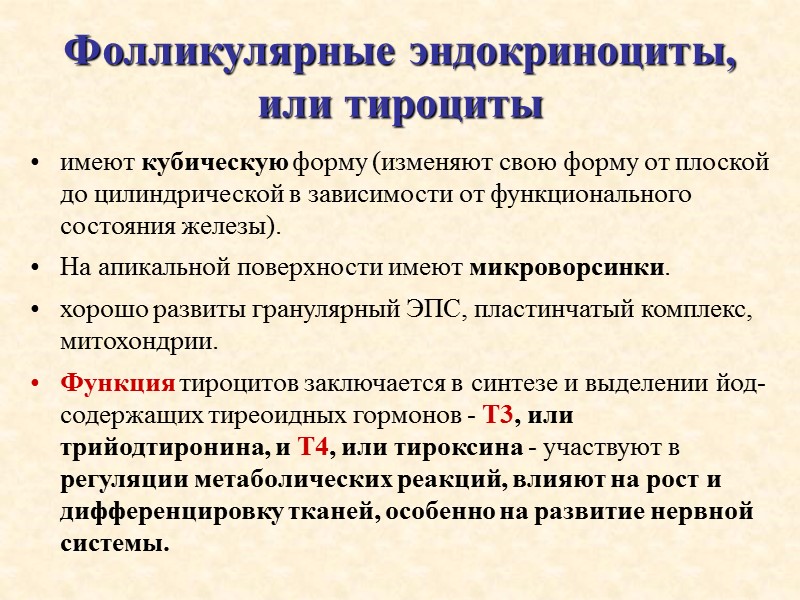 Фолликулярные эндокриноциты, или тироциты имеют кубическую форму (изменяют свою форму от плоской до цилиндрической